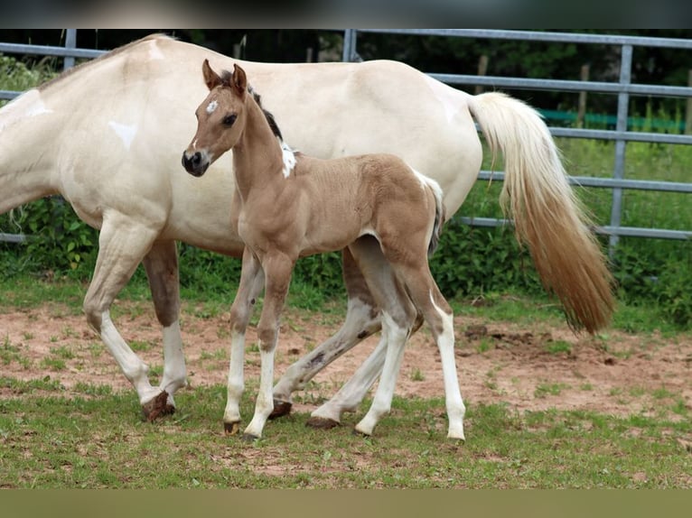 American Paint Horse Stute Fohlen (05/2025) 150 cm Tobiano-alle-Farben in Hellenthal