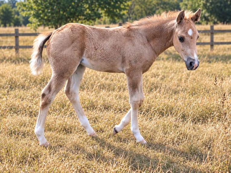 American Paint Horse Stute Fohlen (05/2026) 152 cm Palomino in Kruchten