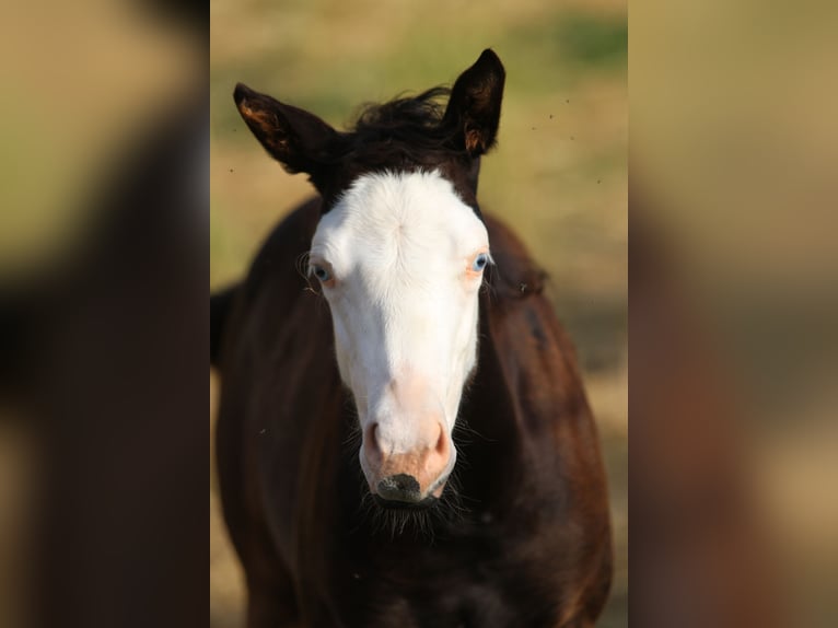 American Paint Horse Stute Fohlen (03/2026) 152 cm Rappe in Fritzlar