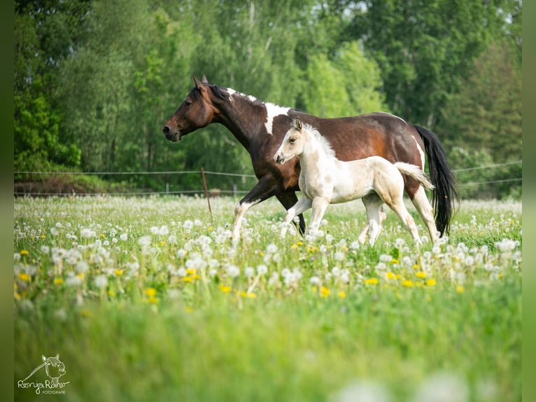 American Paint Horse Stute Fohlen (01/2026) 152 cm Schecke in Danstedt