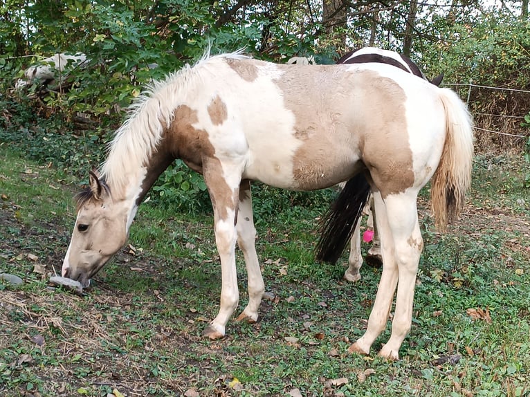 American Paint Horse Stute Fohlen (04/2026) 152 cm Schecke in Danstedt