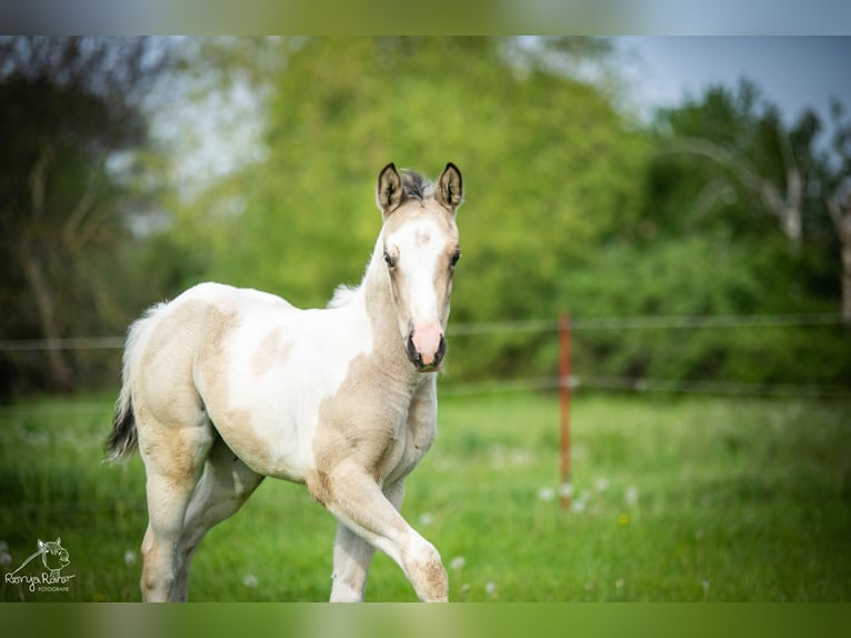 American Paint Horse Stute Fohlen (01/2026) 152 cm Schecke in Danstedt