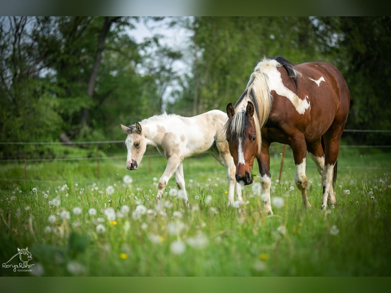 American Paint Horse Stute Fohlen (01/2026) 152 cm Schecke in Danstedt