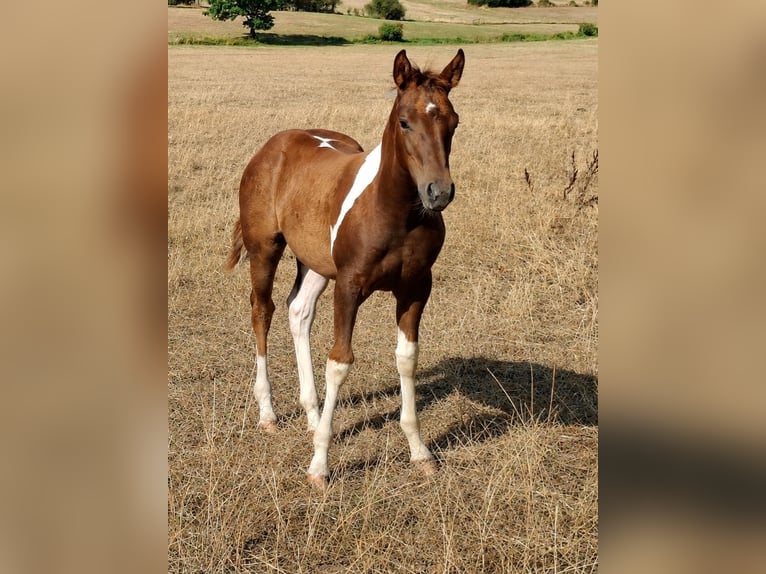 American Paint Horse Stute Fohlen (05/2026) 152 cm Tobiano-alle-Farben in Kruchten
