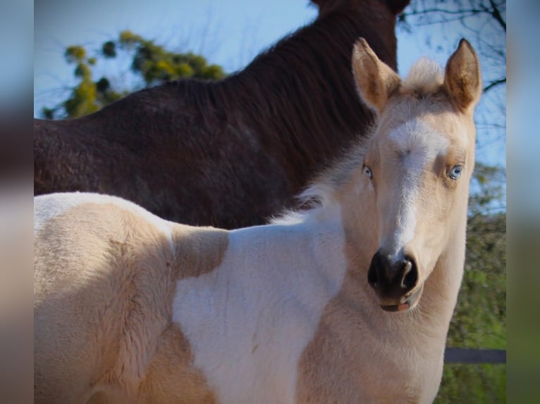 American Paint Horse Stute Fohlen (02/2026) 152 cm Tobiano-alle-Farben in Oppenweiler