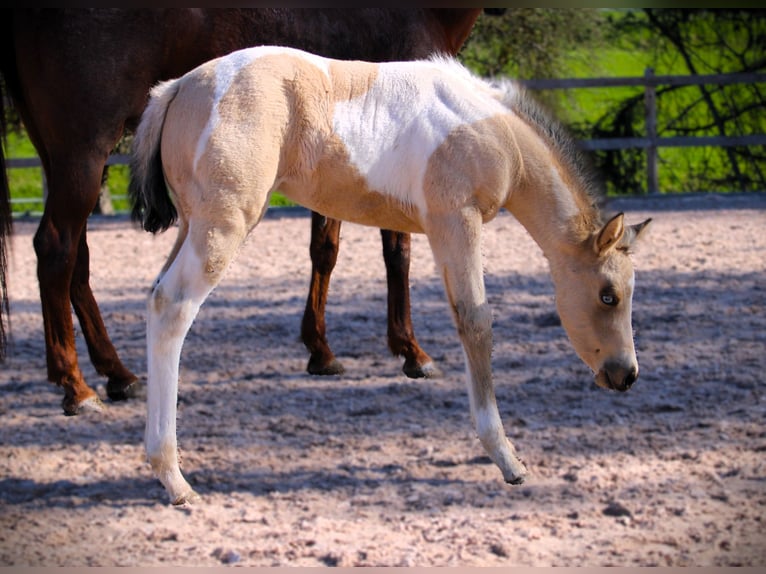 American Paint Horse Stute Fohlen (02/2026) 152 cm Tobiano-alle-Farben in Oppenweiler