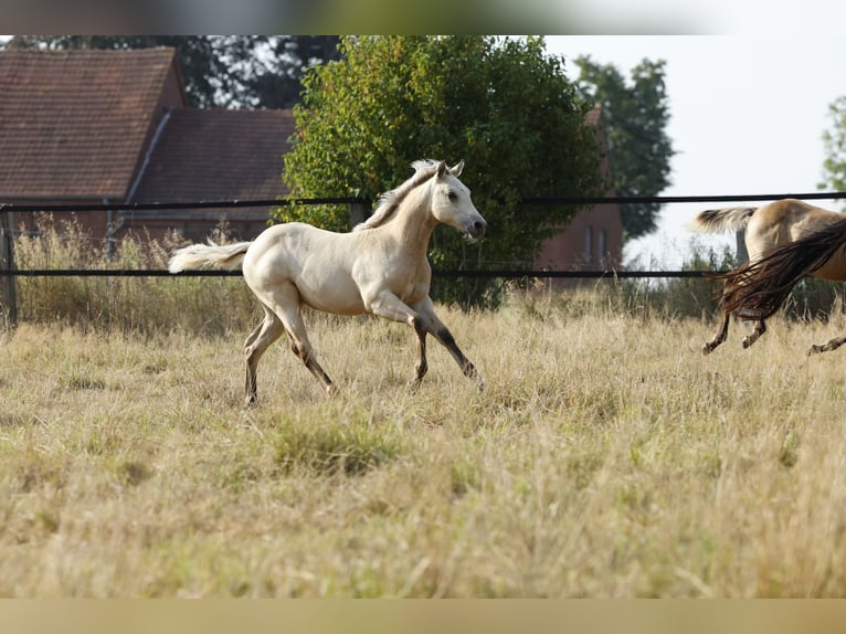 American Paint Horse Stute Fohlen (04/2026) 153 cm Buckskin in Rödinghausen