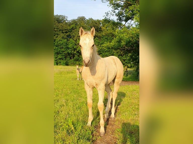 American Paint Horse Stute Fohlen (04/2026) 153 cm Buckskin in Rödinghausen