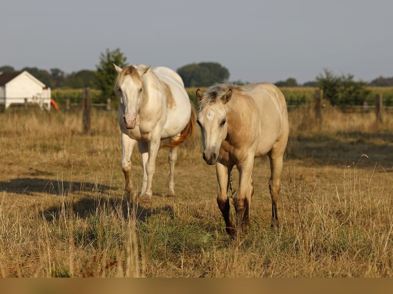 American Paint Horse Stute Fohlen (04/2026) 153 cm Buckskin in Rödinghausen