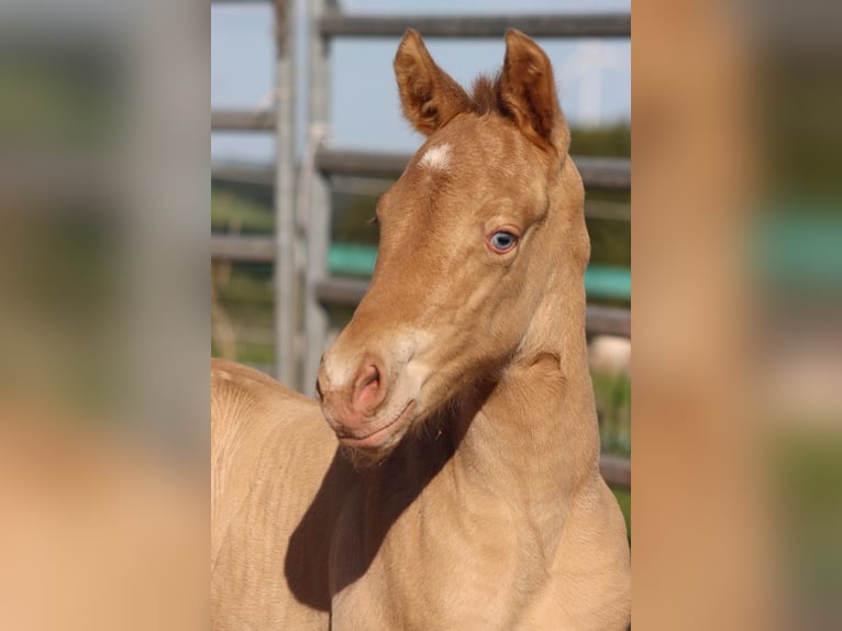 American Paint Horse Stute Fohlen (05/2025) 153 cm Champagne in Hellenthal