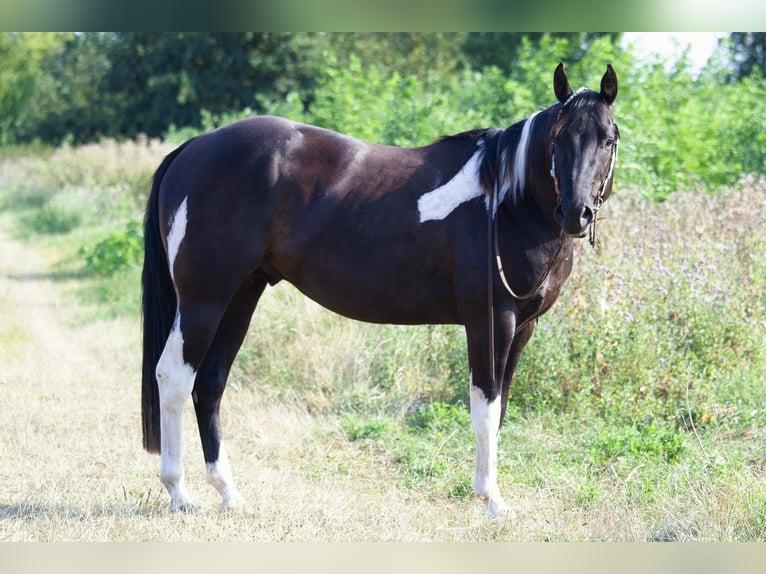 American Paint Horse Stute Fohlen (05/2026) 153 cm Tobiano-alle-Farben in Willerstedt