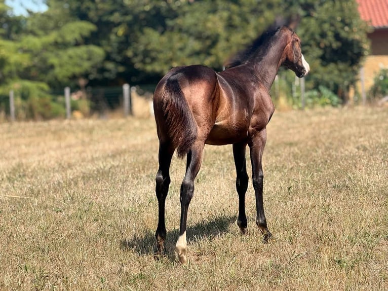 American Paint Horse Stute Fohlen (04/2026) 155 cm Brauner in Thodure