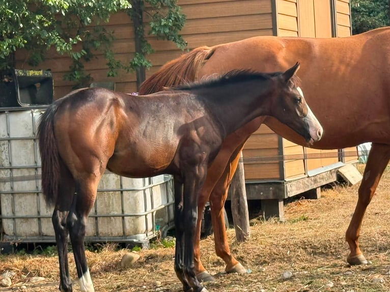 American Paint Horse Stute Fohlen (04/2026) 155 cm Brauner in Thodure