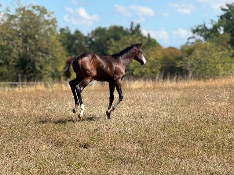 American Paint Horse Stute Fohlen (04/2026) 155 cm Brauner in Thodure