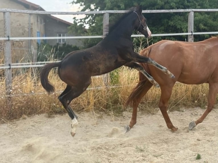American Paint Horse Stute Fohlen (04/2026) 155 cm Dunkelbrauner in Thodure