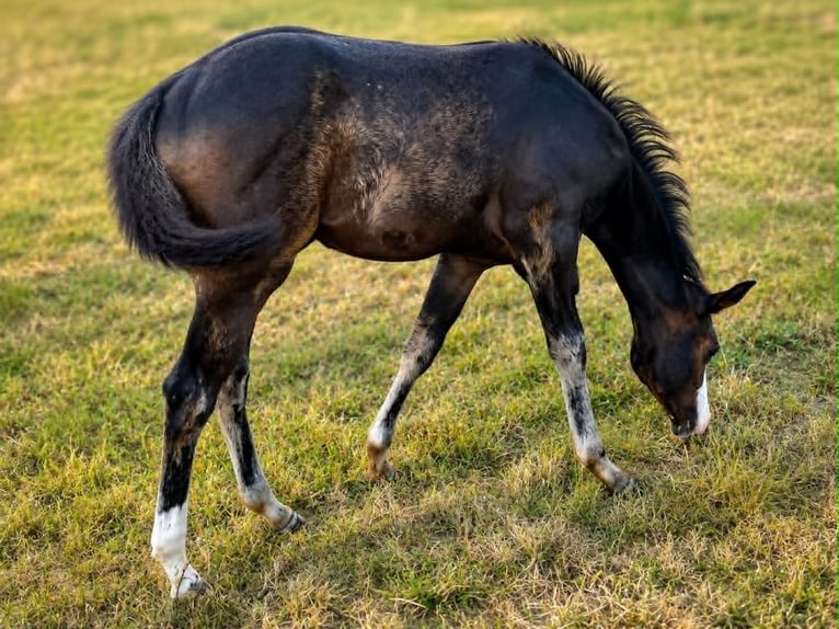 American Paint Horse Stute Fohlen (04/2026) 155 cm Dunkelbrauner in Thodure