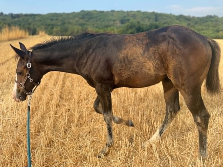 American Paint Horse Stute Fohlen (04/2026) 155 cm Dunkelbrauner in Thodure