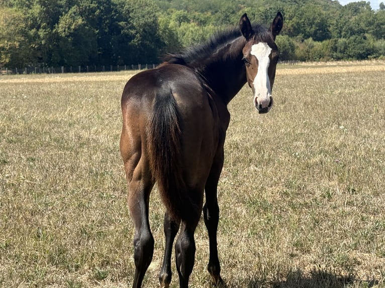 American Paint Horse Stute Fohlen (04/2026) 155 cm Dunkelbrauner in Thodure