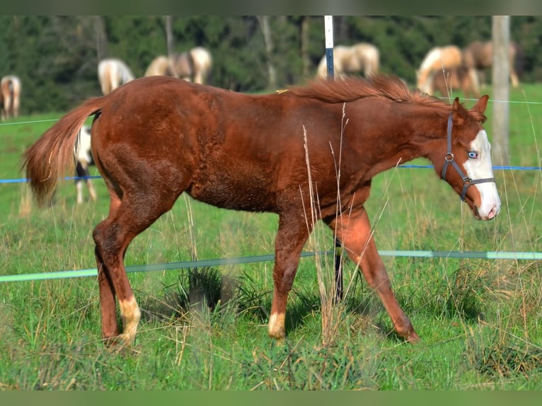American Paint Horse Stute Fohlen (02/2025) 155 cm Fuchs in Obertaufkirchen