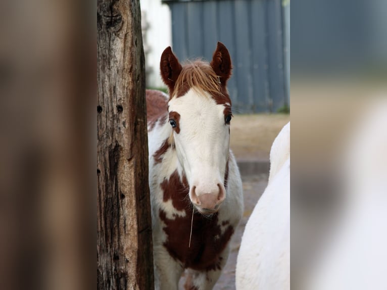 American Paint Horse Stute Fohlen (05/2025) 155 cm Overo-alle-Farben in Hellenthal