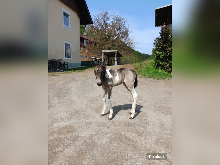 American Paint Horse Mix Stute Fohlen (04/2025) 155 cm Schecke in Paternion