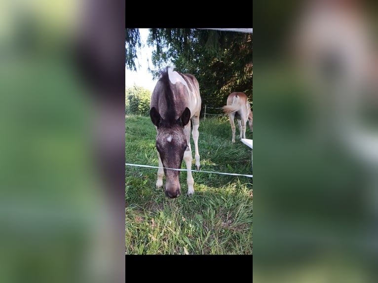 American Paint Horse Mix Stute Fohlen (04/2025) 155 cm Schecke in Paternion