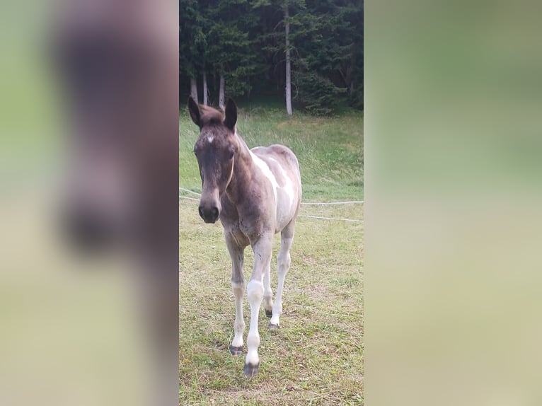 American Paint Horse Mix Stute Fohlen (04/2025) 155 cm Schecke in Paternion