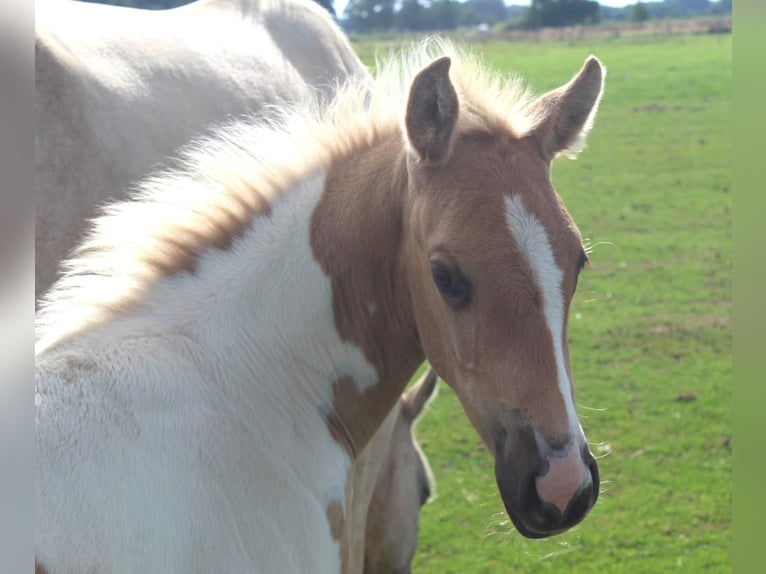 American Paint Horse Stute Fohlen (07/2026) 155 cm Tobiano-alle-Farben in Saterland