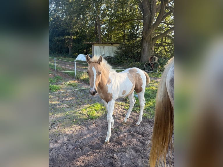 American Paint Horse Stute Fohlen (07/2026) 155 cm Tobiano-alle-Farben in Saterland