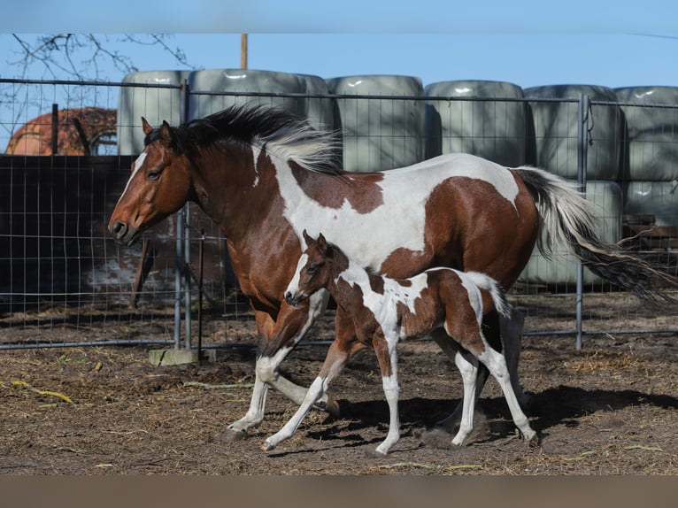 American Paint Horse Mix Stute Fohlen (04/2026) 156 cm Tobiano-alle-Farben in Dargen