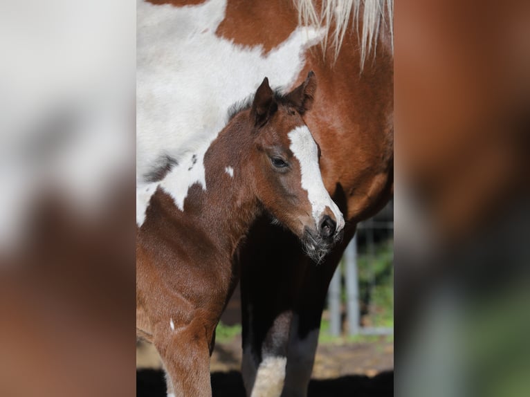 American Paint Horse Mix Stute Fohlen (04/2026) 156 cm Tobiano-alle-Farben in Dargen