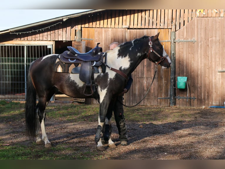 American Paint Horse Mix Stute Fohlen (04/2026) 156 cm Tobiano-alle-Farben in Dargen