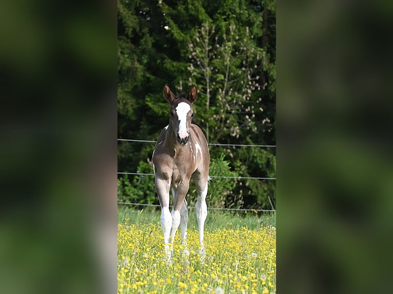 American Paint Horse Stute Fohlen (04/2026) 158 cm Rappe in Weichselbaum