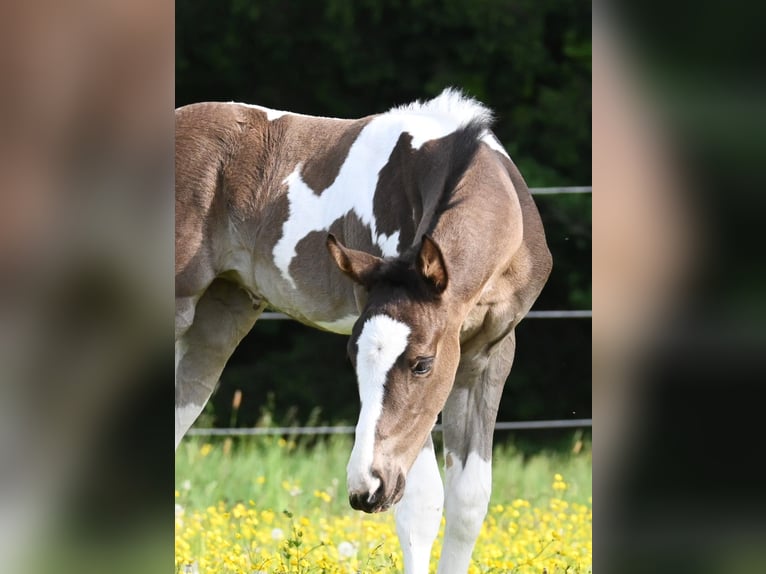 American Paint Horse Stute Fohlen (04/2026) 158 cm Rappe in Weichselbaum