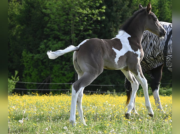 American Paint Horse Stute Fohlen (04/2026) 158 cm Rappe in Weichselbaum