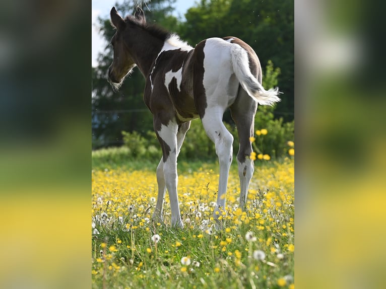American Paint Horse Stute Fohlen (04/2026) 158 cm Rappe in Weichselbaum