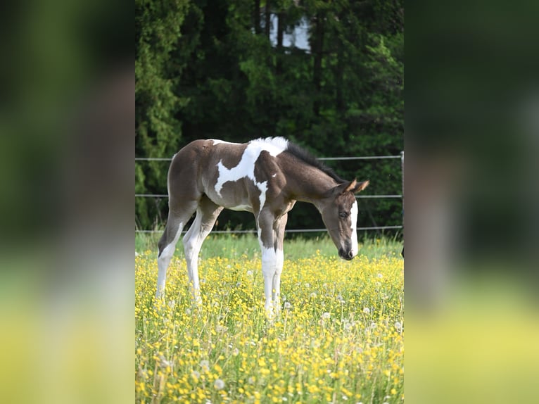 American Paint Horse Stute Fohlen (04/2026) 158 cm Rappe in Weichselbaum