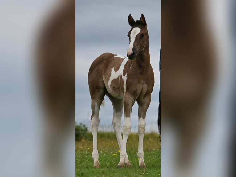 American Paint Horse Stute Fohlen (04/2026) 158 cm Rappe in Weichselbaum