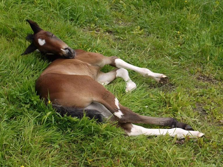 American Paint Horse Stute Fohlen (05/2025) 165 cm Tobiano-alle-Farben in Paternion