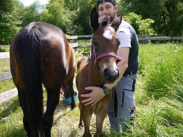 American Paint Horse Stute Fohlen (05/2025) 165 cm Tobiano-alle-Farben in Paternion