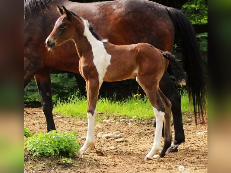 American Paint Horse Stute Fohlen (05/2025) 165 cm Tobiano-alle-Farben in Paternion