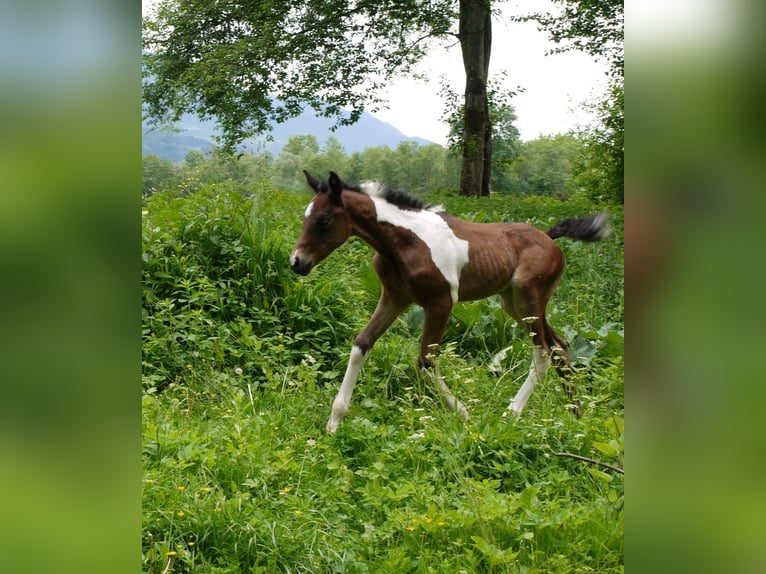 American Paint Horse Stute Fohlen (05/2025) 165 cm Tobiano-alle-Farben in Paternion