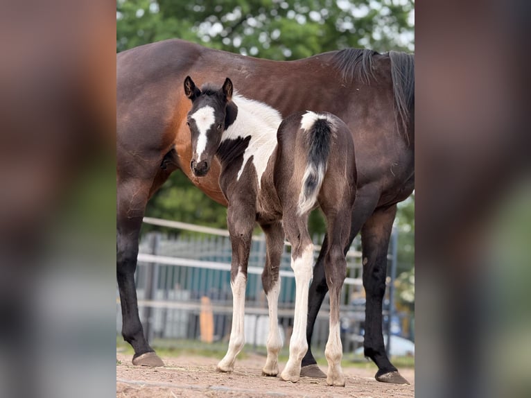 American Paint Horse Stute Fohlen (05/2026) 165 cm Tobiano-alle-Farben in Unterspreewald OT Neu Lübbenau