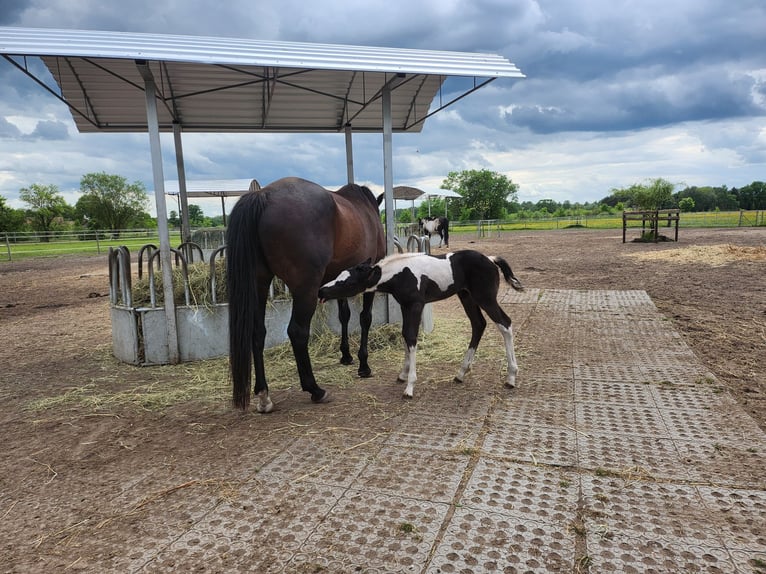 American Paint Horse Stute Fohlen (05/2026) 165 cm Tobiano-alle-Farben in Unterspreewald OT Neu Lübbenau