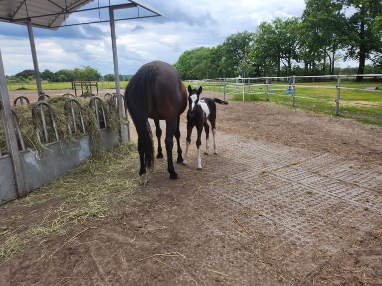 American Paint Horse Stute Fohlen (05/2026) 165 cm Tobiano-alle-Farben in Unterspreewald OT Neu Lübbenau