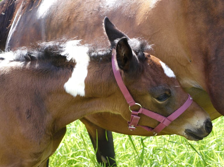 American Paint Horse Stute Fohlen (05/2025) 165 cm Tobiano-alle-Farben in Paternion