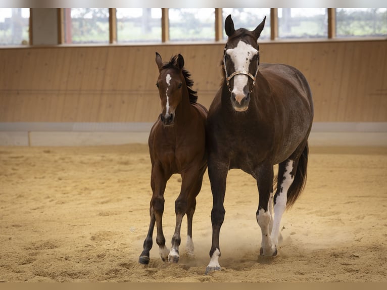 American Paint Horse Stute Fohlen (05/2026) Brauner in Egmating