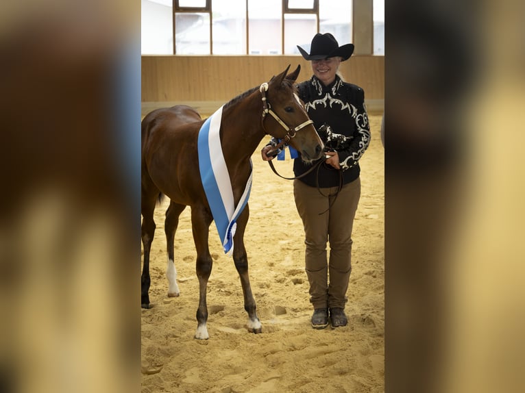 American Paint Horse Stute Fohlen (05/2026) Brauner in Egmating