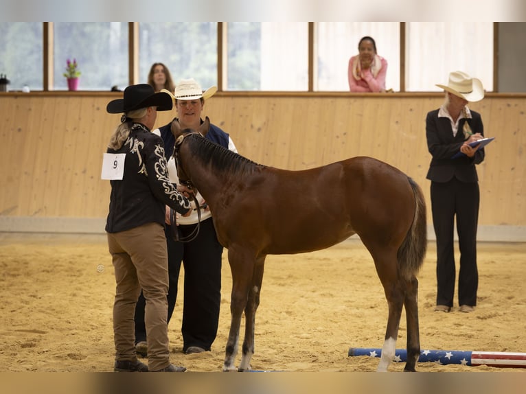 American Paint Horse Stute Fohlen (05/2026) Brauner in Egmating