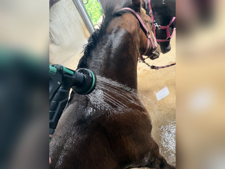 American Paint Horse Stute Fohlen (03/2026) Brauner in Midwolde